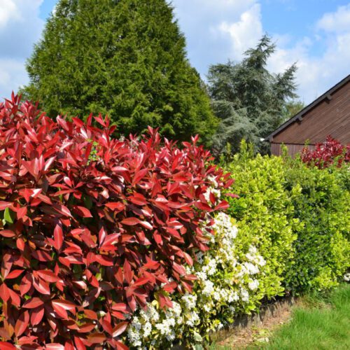 heckehedge-891354_1920